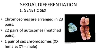 1. GENETIC SEX
• Chromosomes are arranged in 23
pairs.
• 22 pairs of autosomes (matched
pairs).
• 1 pair of sex chromosomes (XX =
female; XY = male)
SEXUAL DIFFERENTIATION
 