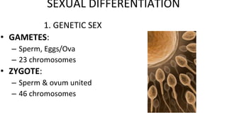 1. GENETIC SEX
• GAMETES:
– Sperm, Eggs/Ova
– 23 chromosomes
• ZYGOTE:
– Sperm & ovum united
– 46 chromosomes
SEXUAL DIFFERENTIATION
 