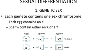 1. GENETIC SEX
• Each gamete contains one sex chromosome
– Each egg contains an X
– Sperm contain either an X or a Y
X
X Y
X
XY
XX
SEXUAL DIFFERENTIATION
 