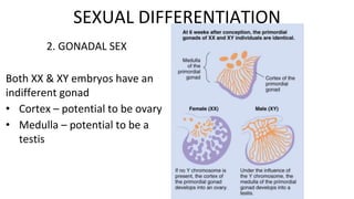 2. GONADAL SEX
Both XX & XY embryos have an
indifferent gonad
• Cortex – potential to be ovary
• Medulla – potential to be a
testis
SEXUAL DIFFERENTIATION
 