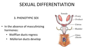 SEXUAL DIFFERENTIATION
3. PHENOTYPIC SEX
• In the absence of masculinizing
hormones:
• Wolffian ducts regress
• Müllerian ducts develop
 