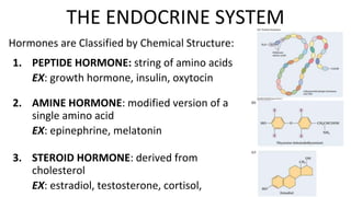 Hormones are Classified by Chemical Structure:
1. PEPTIDE HORMONE: string of amino acids
EX: growth hormone, insulin, oxytocin
2. AMINE HORMONE: modified version of a
single amino acid
EX: epinephrine, melatonin
3. STEROID HORMONE: derived from
cholesterol
EX: estradiol, testosterone, cortisol,
THE ENDOCRINE SYSTEM
 