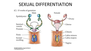 Figure 8.24 Sexual Differentiation
in Humans (Part 3)
SEXUAL DIFFERENTIATION
 