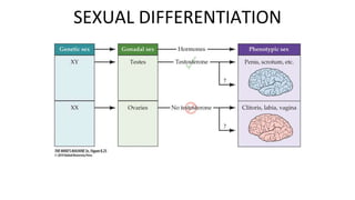 Figure 8.25 The Sequence of
Sexual Differentiation
SEXUAL DIFFERENTIATION
 