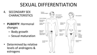 4. SECONDARY SEX
CHARACTERISTICS
• PUBERTY: Hormonal
changes
– Body growth
– Sexual maturation
• Determined by relative
levels of androgens &
estrogens
SEXUAL DIFFERENTIATION
 