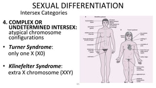 65
Intersex Categories
4. COMPLEX OR
UNDETERMINED INTERSEX:
atypical chromosome
configurations
• Turner Syndrome:
only one X (X0)
• Klinefelter Syndrome:
extra X chromosome (XXY)
SEXUAL DIFFERENTIATION
 