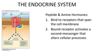 THE ENDOCRINE SYSTEM
Peptide & Amine Hormones:
1. Bind to receptors that span
the cell membrane
2. Bound receptor activates a
second-messenger that
alters cellular processes
 