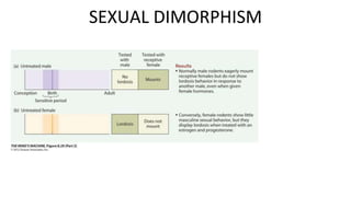 Figure 8.29 Organizational Effects
of Testosterone on Rodent
Behavior (Part 2)
SEXUAL DIMORPHISM
 