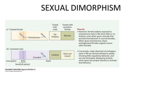 Figure 8.29 Organizational Effects
of Testosterone on Rodent
Behavior (Part 3)
SEXUAL DIMORPHISM
 