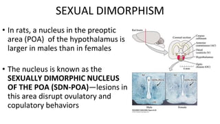 SEXUAL DIMORPHISM
• In rats, a nucleus in the preoptic
area (POA) of the hypothalamus is
larger in males than in females
• The nucleus is known as the
SEXUALLY DIMORPHIC NUCLEUS
OF THE POA (SDN-POA)—lesions in
this area disrupt ovulatory and
copulatory behaviors
 
