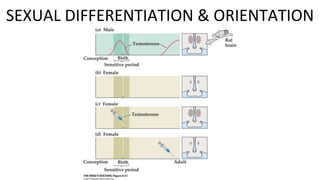 Figure 8.31 Organization of the
SDN-POA
SEXUAL DIFFERENTIATION & ORIENTATION
 