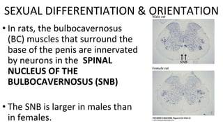 • In rats, the bulbocavernosus
(BC) muscles that surround the
base of the penis are innervated
by neurons in the SPINAL
NUCLEUS OF THE
BULBOCAVERNOSUS (SNB)
• The SNB is larger in males than
in females.
SEXUAL DIFFERENTIATION & ORIENTATION
 