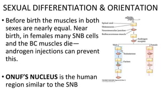 • Before birth the muscles in both
sexes are nearly equal. Near
birth, in females many SNB cells
and the BC muscles die—
androgen injections can prevent
this.
• ONUF’S NUCLEUS is the human
region similar to the SNB
SEXUAL DIFFERENTIATION & ORIENTATION
 