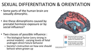 Figure 8.33 Sexual Dimorphism in
the Human Brain
• Some parts of the human brain are
sexually dimorphic.
• Are these dimorphisms caused by
prenatal hormone exposure or by
social influence?
• Two classes of possible influence :
– The biological factor (very strong in
animal models) - varying levels of fetal
androgen direct future behavior
– Society’s instruction on how one should
behave when grown up
SEXUAL DIFFERENTIATION & ORIENTATION
 