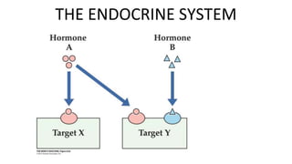 THE ENDOCRINE SYSTEM
 