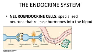 • NEUROENDOCRINE CELLS: specialized
neurons that release hormones into the blood
THE ENDOCRINE SYSTEM
 