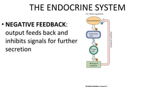 • NEGATIVE FEEDBACK:
output feeds back and
inhibits signals for further
secretion
THE ENDOCRINE SYSTEM
 