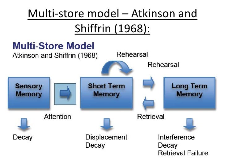 Cognitive Psychology: The Stage Theory Model Of Memory