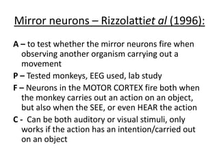 Mirror neurons – Rizzolattiet al (1996):
A – to test whether the mirror neurons fire when
observing another organism carrying out a
movement
P – Tested monkeys, EEG used, lab study
F – Neurons in the MOTOR CORTEX fire both when
the monkey carries out an action on an object,
but also when the SEE, or even HEAR the action
C - Can be both auditory or visual stimuli, only
works if the action has an intention/carried out
on an object
 