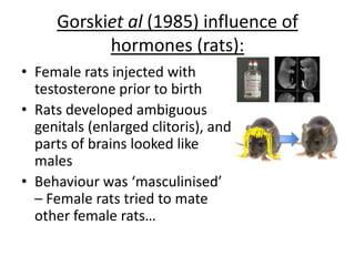 Evaluation of Young et al and Gorskiet
al:
• Objective – looking at
effects of hormones
• Comparative study –
research on animals
may not be
generalisable to
humans
 