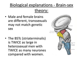 Biological – Prenatal influences:
• Affected by genetic
conditions
• Mis-match between
hormones and genetic sex
for example…
AIS (androgen insensitive
syndrome) and
CAH (congenital adrenal
hyperplasmia) where external
genitalia does not match
genetic sex
Ambiguous genitalia or
complete androgen
insensitive syndrome (CAIS)
means testes instead of
ovaries
Congenital adrenal
hyperplasia – Males can have
large penises, whereas
females could have
ambiguous genitalia due to
extra androgens in utero
 