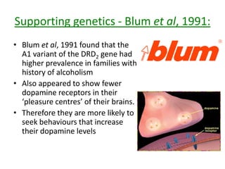 Supporting genetics - Blum et al, 1991:
• Blum et al, 1991 found that the
A1 variant of the DRD2 gene had
higher prevalence in families with
history of alcoholism
• Also appeared to show fewer
dopamine receptors in their
‘pleasure centres’ of their brains.
• Therefore they are more likely to
seek behaviours that increase
their dopamine levels
 