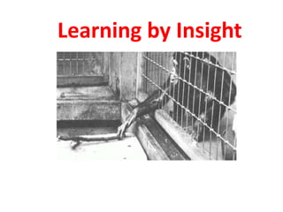 Learning by Insight
 