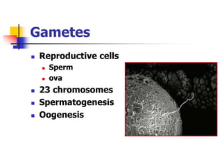 Lifespan Development Module 1 Lesson 3 Slides: Newborn and Prenatal ...