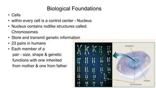 • Cells
• within every cell is a control center - Nucleus
• Nucleus contains rodlike structures called:
Chromosomes
• Store and transmit genetic information
• 23 pairs in humans
• Each member of a
pair - size, shape & genetic
functions with one inherited
from mother & one from father
Biological Foundations
 