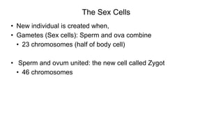 • New individual is created when,
• Gametes (Sex cells): Sperm and ova combine
• 23 chromosomes (half of body cell)
• Sperm and ovum united: the new cell called Zygot
• 46 chromosomes
The Sex Cells
 