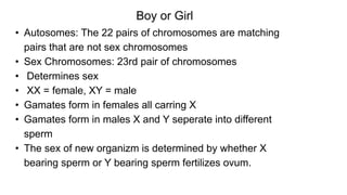 • Autosomes: The 22 pairs of chromosomes are matching
pairs that are not sex chromosomes
• Sex Chromosomes: 23rd pair of chromosomes
• Determines sex
• XX = female, XY = male
• Gamates form in females all carring X
• Gamates form in males X and Y seperate into different
sperm
• The sex of new organizm is determined by whether X
bearing sperm or Y bearing sperm fertilizes ovum.
Boy or Girl
 