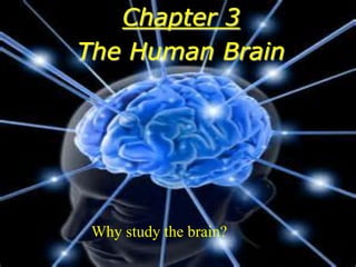 Chapter 3
The Human Brain
Why study the brain?
 