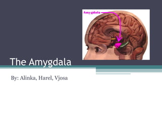 The Amygdala By: Alinka, Harel, Vjosa 