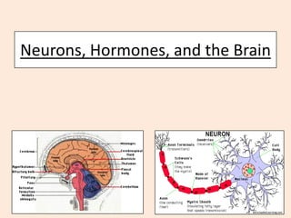 Neurons, Hormones, and the Brain
 