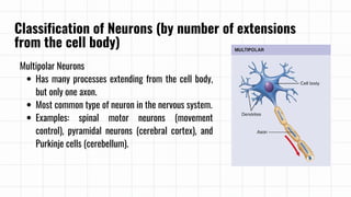 Most Common Neuron Type Nervous system overview mmmmmmmmmmmmmmmm | PDF