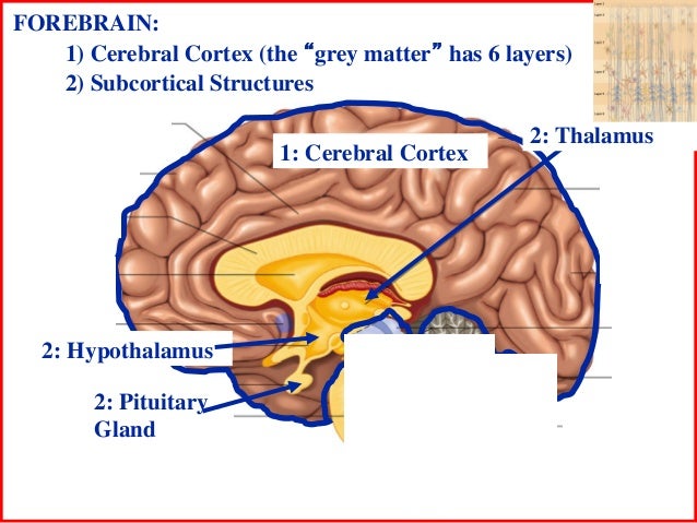 Brain basic