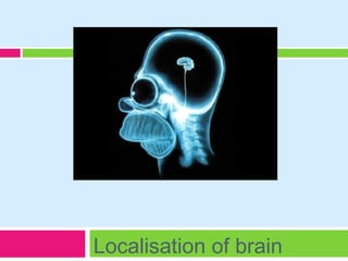 The brain
Localisation of brain
 