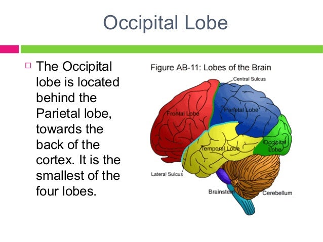 different parts of the brain and their functions pdf