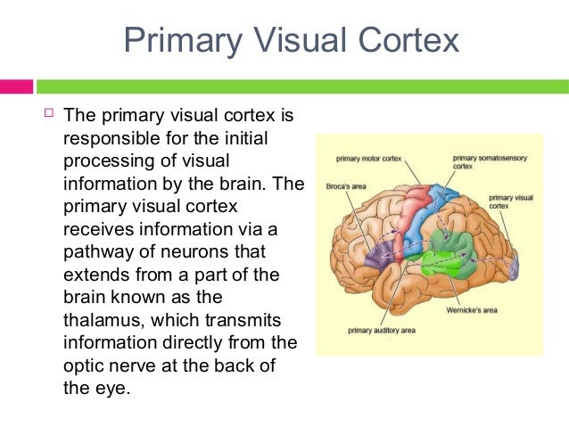 The lobe of the brain that deals with vision is the quizlet