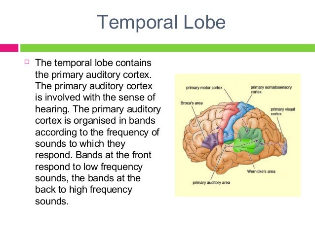 Auditory cortex function and development - leryfe