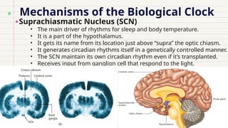 Mechanisms of the Biological Clock
Suprachiasmatic Nucleus (SCN)
• The main driver of rhythms for sleep and body temperature.
• It is a part of the hypothalamus.
• It gets its name from its location just above “supra” the optic chiasm.
• It generates circadian rhythms itself in a genetically controlled manner.
• The SCN maintain its own circadian rhythm even if it’s transplanted.
• Receives input from ganglion cell that respond to the light.
 