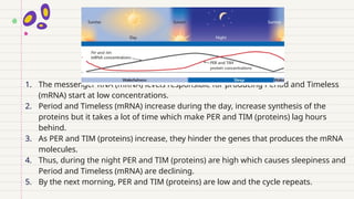 1. The messenger RNA (mRNA) levels responsible for producing Period and Timeless
(mRNA) start at low concentrations.
2. Period and Timeless (mRNA) increase during the day, increase synthesis of the
proteins but it takes a lot of time which make PER and TIM (proteins) lag hours
behind.
3. As PER and TIM (proteins) increase, they hinder the genes that produces the mRNA
molecules.
4. Thus, during the night PER and TIM (proteins) are high which causes sleepiness and
Period and Timeless (mRNA) are declining.
5. By the next morning, PER and TIM (proteins) are low and the cycle repeats.
 