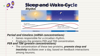 Sleep and Wake Cycle
The Biochemistry of the Circadian
Rhythm
Period and timeless (mRNA concentrations)
• Genes responsible for a circadian rhythm.
• Produces the proteins PER and TIM concentration.
PER and TIM (protein concentrations)
• The concentration of these two proteins, promote sleep and
inactivity oscillates over a day, based on feedback interactions
among neurons.
 
