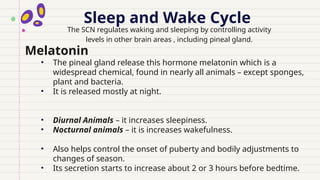 Sleep and Wake Cycle
Melatonin
• The pineal gland release this hormone melatonin which is a
widespread chemical, found in nearly all animals – except sponges,
plant and bacteria.
• It is released mostly at night.
• Diurnal Animals – it increases sleepiness.
• Nocturnal animals – it is increases wakefulness.
• Also helps control the onset of puberty and bodily adjustments to
changes of season.
• Its secretion starts to increase about 2 or 3 hours before bedtime.
The SCN regulates waking and sleeping by controlling activity
levels in other brain areas , including pineal gland.
 
