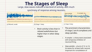 The Stages of Sleep
Large, slow waves indicate a low level of activity, with much
synchrony of response among neurons.
• Brain activity is less than in
relaxed wakefulness but
higher than in other sleep
stages.
• The prominent characteristics
of stage 2 are K-complexes and
sleep spindles.
1. K-complex - a sharp wave associated
with temporary inhibition of
neuronal firing,
2. Sleep spindles - a burst of 12- to 14-
Hz waves for at least half a second.
Important for consolidation of
 