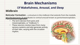 Brain Mechanisms
of Wakefulness, Arousal, and Sleep
Reticular Formation – a structure in the midbrain that extends from the medulla
into the fore brain. It contributes to cortical arousal known as pontomesencephalon.
Pontomesencephalon
• The term derives from pons and
mesencephalon, or “midbrain.”)
• These neurons receive input from many
sensory systems and also generate activity
of their own, varying with the circadian
rhythm.
Midbrain
 