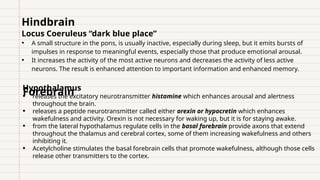 Locus Coeruleus “dark blue place”
• A small structure in the pons, is usually inactive, especially during sleep, but it emits bursts of
impulses in response to meaningful events, especially those that produce emotional arousal.
• It increases the activity of the most active neurons and decreases the activity of less active
neurons. The result is enhanced attention to important information and enhanced memory.
Hypothalamus
• releases the excitatory neurotransmitter histamine which enhances arousal and alertness
throughout the brain.
• releases a peptide neurotransmitter called either orexin or hypocretin which enhances
wakefulness and activity. Orexin is not necessary for waking up, but it is for staying awake.
• from the lateral hypothalamus regulate cells in the basal forebrain provide axons that extend
throughout the thalamus and cerebral cortex, some of them increasing wakefulness and others
inhibiting it.
• Acetylcholine stimulates the basal forebrain cells that promote wakefulness, although those cells
release other transmitters to the cortex.
Hindbrain
Forebrain
 