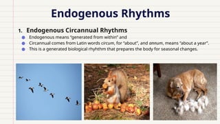 Endogenous Rhythms
1. Endogenous Circannual Rhythms
● Endogenous means “generated from within” and
● Circannual comes from Latin words circum, for “about”, and annum, means “about a year”.
● This is a generated biological rhyhthm that prepares the body for seasonal changes.
 