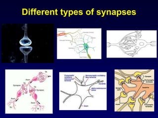 Types of synapses
• Axo-dendritic synapse
• Most common
• Axon terminal branch (presynaptic
element) synapses on a dendrit...