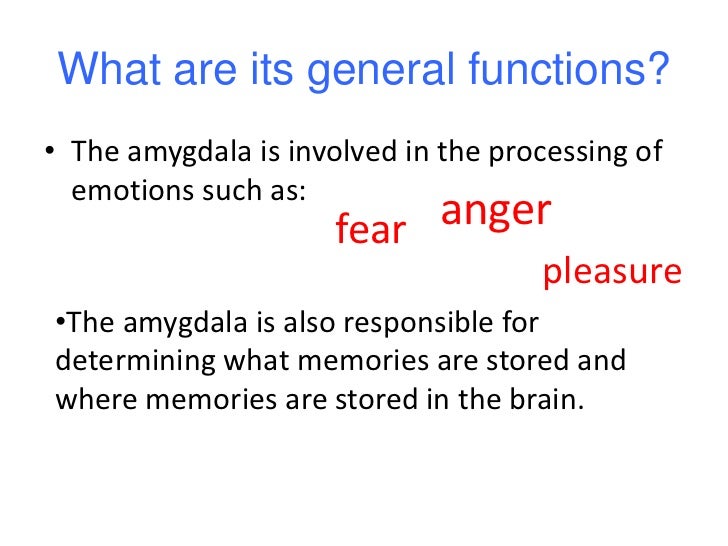 Study #1: Amygdala and Social Life<br />Psychologist Lisa Feldman Barrett of Northeastern University in Boston, Massachuse...